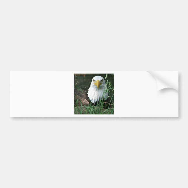 Weißkopfseeadler Autoaufkleber (Vorne)