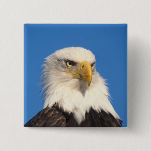 Weißkopfseeadler Blick Button