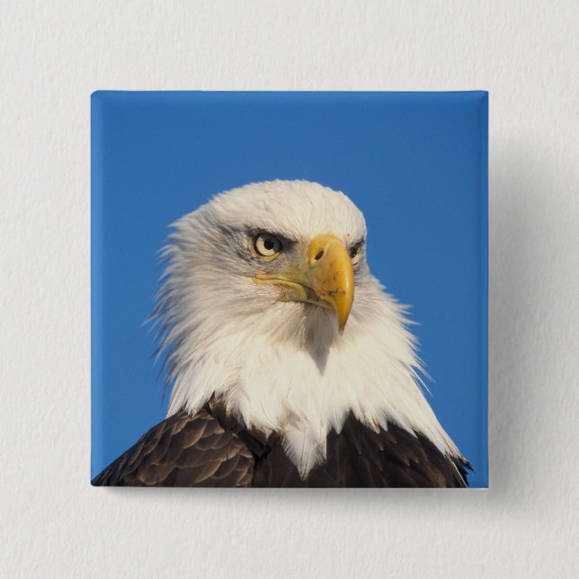 Weißkopfseeadler Blick Button (Vorderseite)