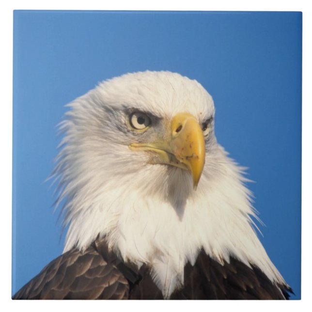 Weißkopfseeadler Blick Fliese (Vorderseite)