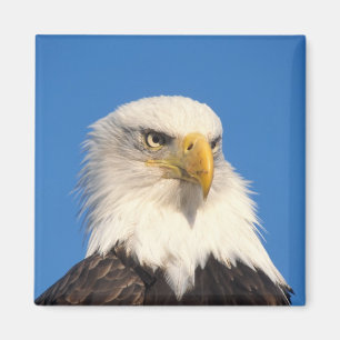 Weißkopfseeadler Blick Magnet
