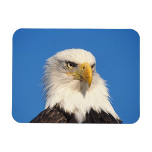 Weißkopfseeadler Blick Magnet