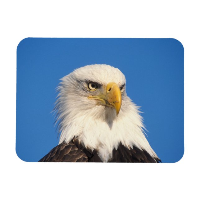 Weißkopfseeadler Blick Magnet (Horizontal)