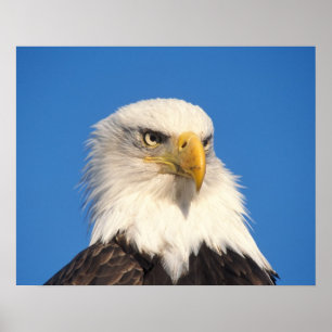 Weißkopfseeadler Blick Poster