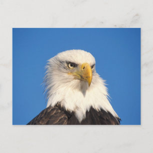 Weißkopfseeadler Blick Postkarte