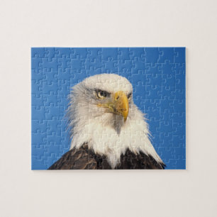 Weißkopfseeadler Blick Puzzle