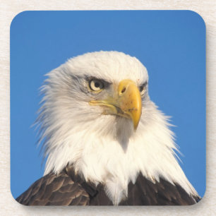 Weißkopfseeadler Blick Untersetzer