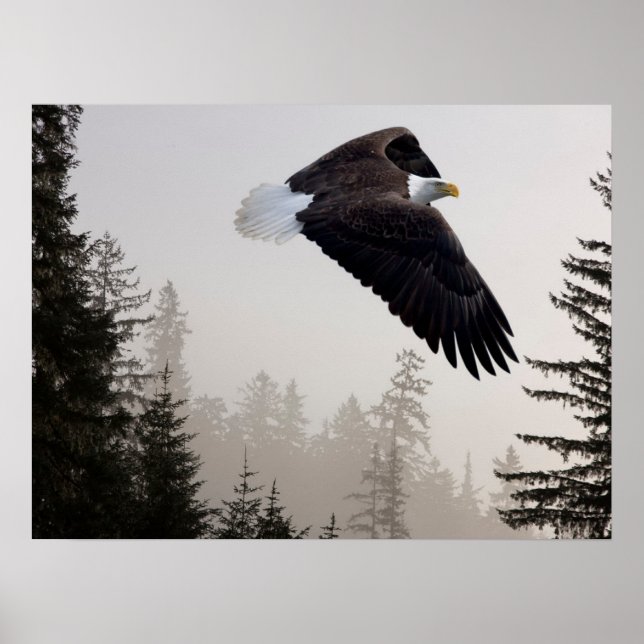 Weißkopfseeadler durch Nebel fliegend Poster (Vorne)