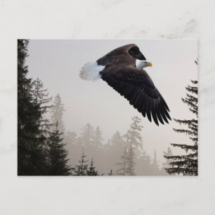 Weißkopfseeadler durch Nebel fliegend Postkarte