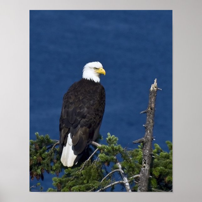 Weißkopfseeadler-Finetskunst-Druck Poster (Vorne)
