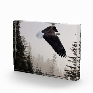 Weißkopfseeadler fliegt durch den Nebel Fotoblock