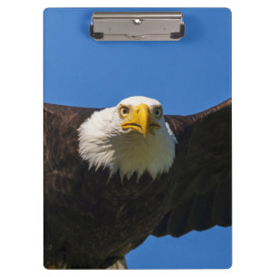 Weißkopfseeadler fliegt ganz nah vorbei klemmbrett