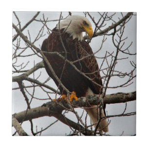 Weißkopfseeadler Fliese