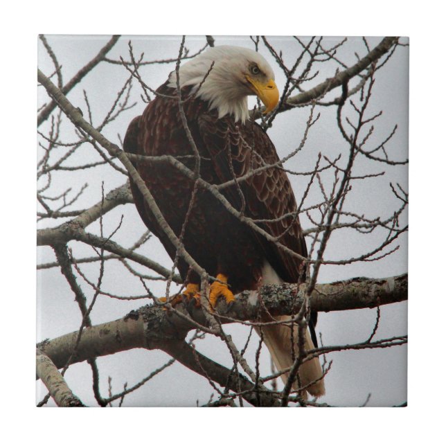 Weißkopfseeadler Fliese (Vorderseite)
