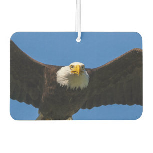 Weißkopfseeadler Flug nah Autolufterfrischer