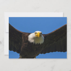 Weißkopfseeadler Flug nah Dankeskarte