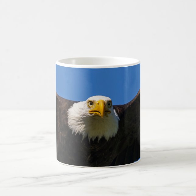 Weißkopfseeadler Flug nah Kaffeetasse (Mittel)