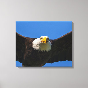 Weißkopfseeadler Flug nah Leinwanddruck