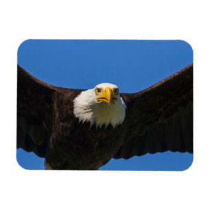 Weißkopfseeadler Flug nah Magnet