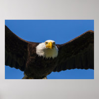 Weißkopfseeadler Flug nah