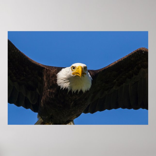 Weißkopfseeadler Flug nah Poster (Vorne)