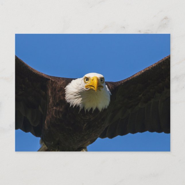 Weißkopfseeadler Flug nah Postkarte (Vorderseite)