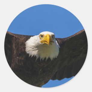 Weißkopfseeadler Flug nah Runder Aufkleber