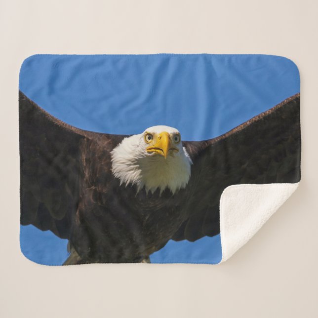 Weißkopfseeadler Flug nah Sherpadecke (Vorderseite (Horizontal))