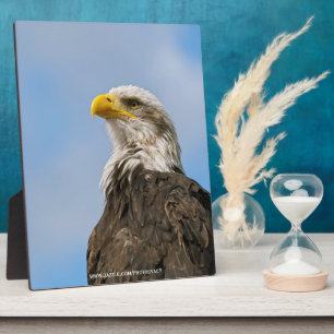 Weißkopfseeadler Fotoplatte