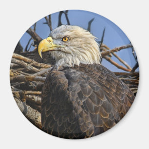 Weißkopfseeadler-Frühlings-Nest-Magnet Magnet