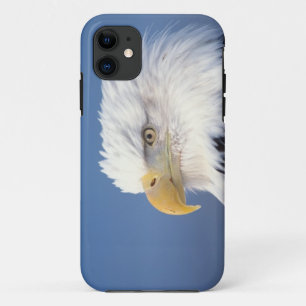 Weißkopfseeadler, Haliaeetus leuccocephalus, Case-Mate iPhone Hülle