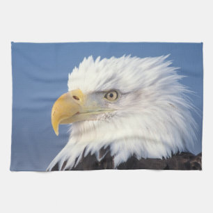Weißkopfseeadler, Haliaeetus leuccocephalus, Handtuch