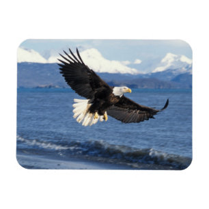 Weißkopfseeadler, Haliaeetus leuccocephalus, im Fl Magnet
