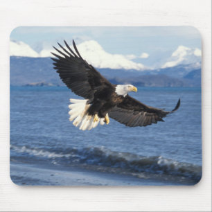 Weißkopfseeadler, Haliaeetus leuccocephalus, im Fl Mousepad