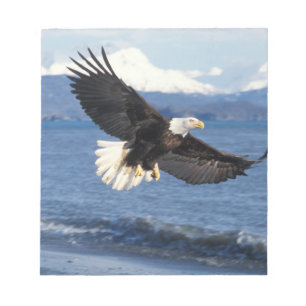 Weißkopfseeadler, Haliaeetus leuccocephalus, im Fl Notizblock
