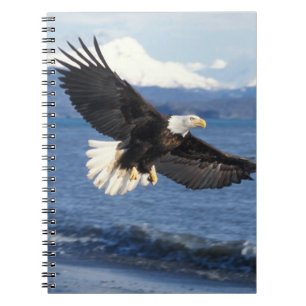 Weißkopfseeadler, Haliaeetus leuccocephalus, im Fl Notizblock