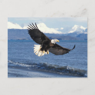 Weißkopfseeadler, Haliaeetus leuccocephalus, im Fl Postkarte