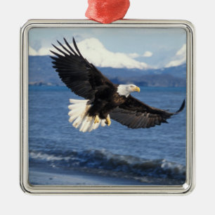 Weißkopfseeadler, Haliaeetus leuccocephalus, im Fl Silbernes Ornament