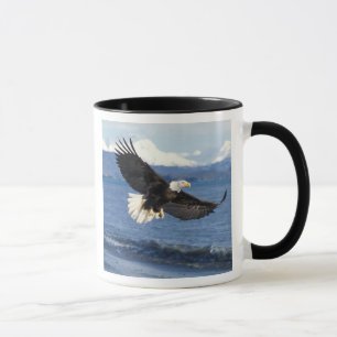 Weißkopfseeadler, Haliaeetus leuccocephalus, im Fl Tasse