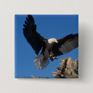Weißkopfseeadler, Haliaeetus leuccocephalus, lande Button