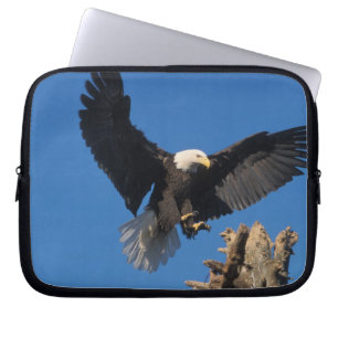 Weißkopfseeadler, Haliaeetus leuccocephalus, lande Laptopschutzhülle