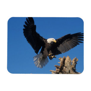 Weißkopfseeadler, Haliaeetus leuccocephalus, lande Magnet