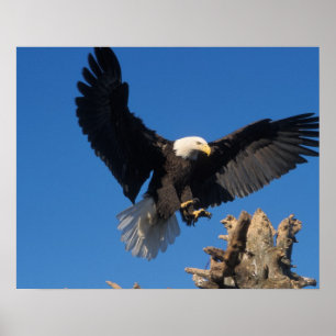 Weißkopfseeadler, Haliaeetus leuccocephalus, lande Poster
