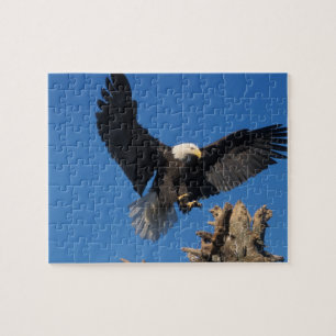 Weißkopfseeadler, Haliaeetus leuccocephalus, lande Puzzle
