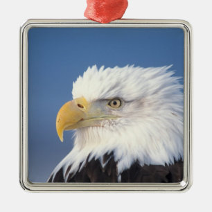 Weißkopfseeadler, Haliaeetus leuccocephalus, Ornament Aus Metall