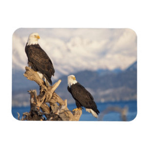 Weißkopfseeadler, Haliaeetus leuccocephalus, Paar Magnet