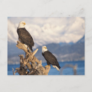 Weißkopfseeadler, Haliaeetus leuccocephalus, Paar Postkarte