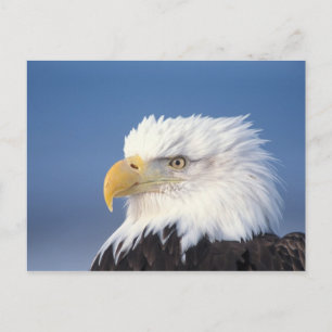 Weißkopfseeadler, Haliaeetus leuccocephalus, Postkarte