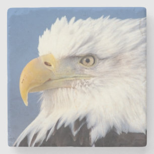 Weißkopfseeadler, Haliaeetus leuccocephalus, Steinuntersetzer