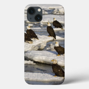 Weißkopfseeadler, Haliaeetus leucocephalus, Homer, iPhone 13 Hülle